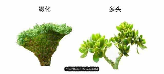 多肉多头和缀化 【园艺】多肉缀化与多头的辨别