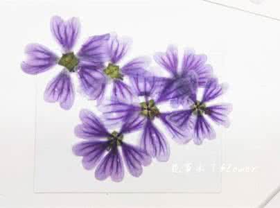 植物标本制作方法 源于制作“植物标本”的压花，可以让花换个姿态继续绽放