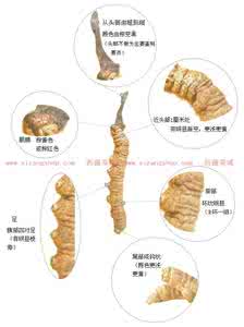 冬虫夏草吃法大全 冬虫夏草怎么吃法大全 分析冬虫夏草的图片大全