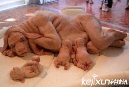 母猪生下男婴 一头母猪生下八个男婴 怀孕9次终于生下一个男婴，这种病连医生看着都怕