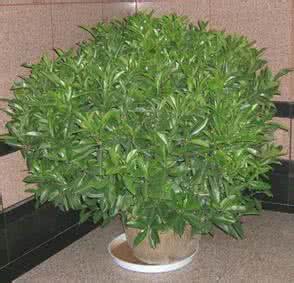 适合放卧室的绿色植物 室内最适合摆放的绿色植物