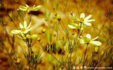 一抹斜阳水清浅打一字 一抹清浅 一份心境【情感美文】