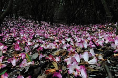 十亩藤花落古香 花落满地香08