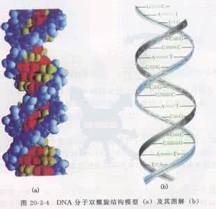 dna分子的结构教案 dna分子的结构教案 《DNA分子的结构》一等奖教学设计_dna分子的结构教案
