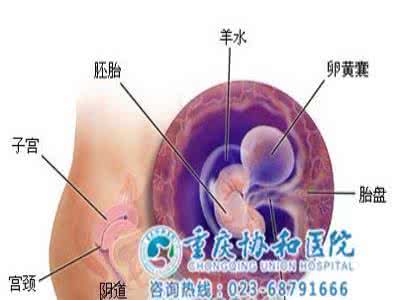 胎儿吸收营养的过程 胎儿吸收营养的过程 胎儿吸收营养的过程是怎样的？