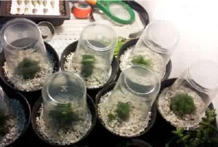 多肉植物玉露闷养日记 多肉植物闷养的好处