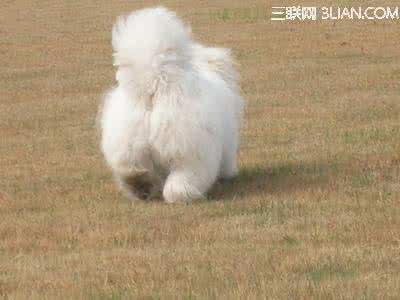 比熊狗狗训练法 比熊狗狗磨屁股是怎么回事