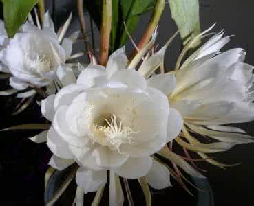 昙花的作用 昙花的家居风水作用