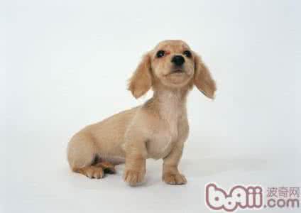 肠胃病 有关宠物肠胃病新知