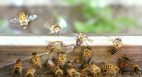中蜂蜜与意蜂蜜的区别 意蜂蜜和土蜂蜜的区别