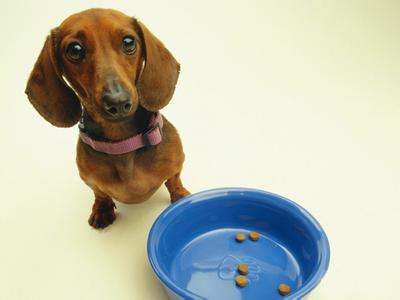 如何训练狗狗打滚 如何训练狗狗打滚呢?