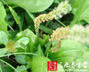 中国野菜食谱大全 春季保健6大野菜食谱