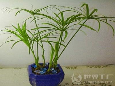 适合放在办公室的植物 适合放办公室的植物推荐，办公室放什么植物好?