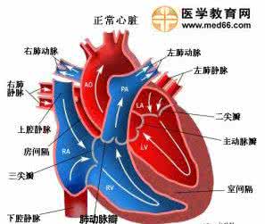 心脏解剖图 心脏解剖【图】