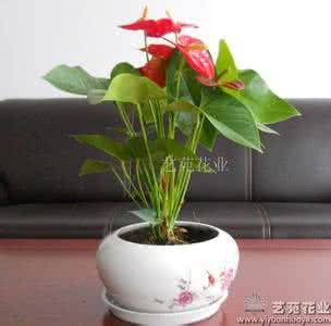 花卉盆景 【教你秀生活】盆景花卉護理之家庭養花，葉子發黄怎麽办？