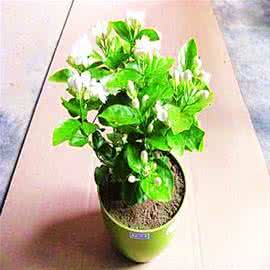 茉莉换盆后浇水吗 茉莉花怎样换盆