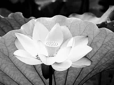 刘梅花 草木衣裳（..刘梅花..）