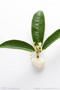 桂花家庭种植注意事项 蒜种植方法注意事项 【桂花种植】桂花种植方法和注意事项