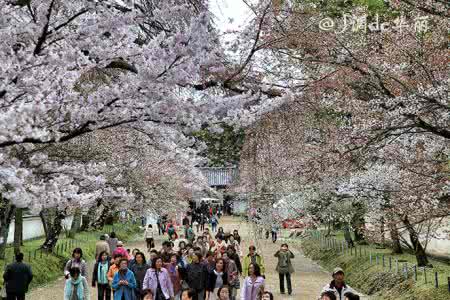 京都樱花季 樱花季 | 京都落樱缤纷一日游