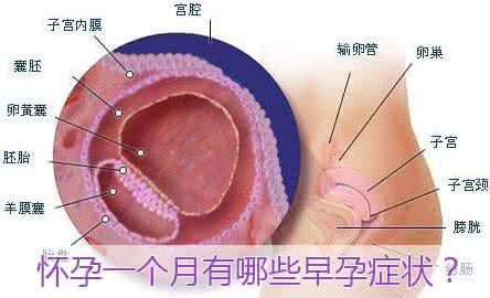 怀孕一个月的症状 怀孕的征状介绍