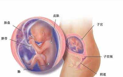 怀孕四个月胎儿的样子 怀孕1个月的胎儿长什么样子？