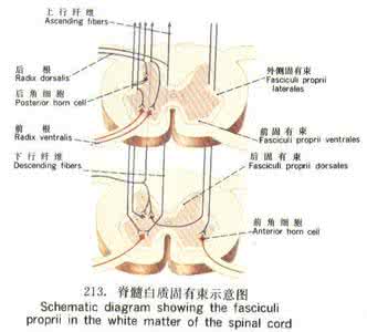 脊髓灰质由什么组成 白质：白质-脊髓白质，白质-组成与功能_白质