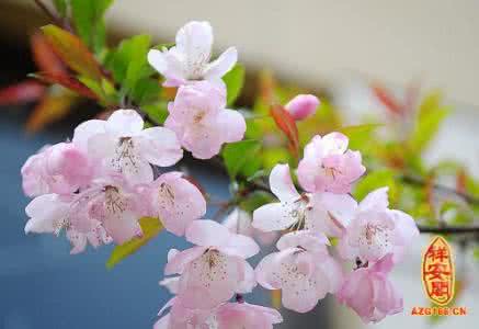 樱花的花语和传说 樱花花语 樱花的花语与传说,樱花的寓意解析