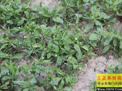 太子参栽培技术 太子参丰产栽培技术 太子参栽培技术详解