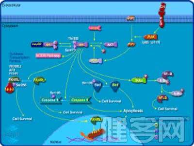 乳腺癌内分泌治疗策略 科学家发现抑制乳腺癌肿瘤干细胞策略