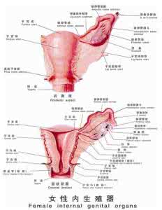 女 性 生 殖 器 女性生殖器图片 女性生殖器高清图片汇总