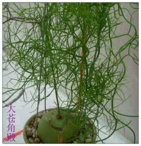 园艺达人 【植物园艺】春日种植季 达人教你多肉的修根定植