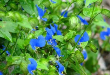 农村瓜果蔬菜的生长 惭愧啊！生长在农村，天天踩它，却不知它的神奇功效！