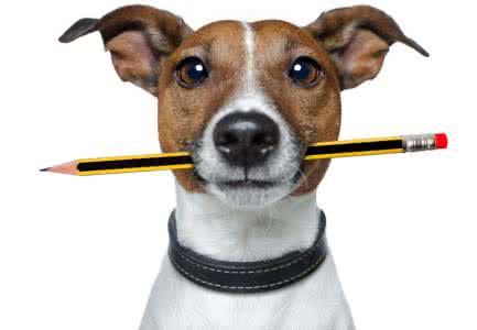 巴甫洛夫的狗 巴甫洛夫的狗:巴甫洛夫的狗-简介,巴甫洛夫的狗-实验结果_巴甫洛夫的狗