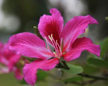 关于紫荆花的诗句 紫荆花花语