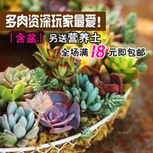 怎样制作ppt详细步骤 【园艺】超详细步骤教你制作独一无二多肉植物墙
