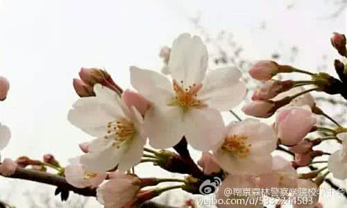 樱花起源于中国 樱花 都别争了,樱花起源于哪里得听科学的