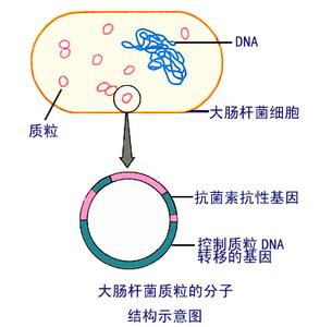 大肠杆菌质粒的提取 大肠杆菌质粒DNA