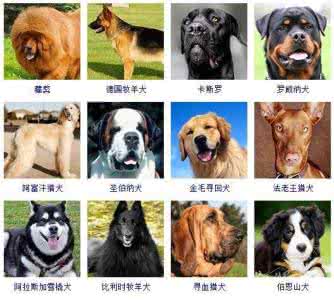 狗狗品种分类大全 狗狗体型分类 178种狗狗品种大全,按体型分类,你都知道哪些?