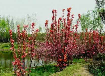 山麻杆图片 山麻杆