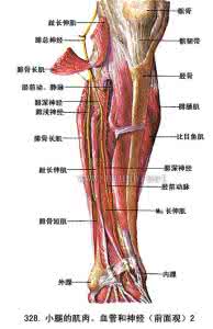 髂总动脉 髂 解剖学/髂总动脉 - A+医学百科
