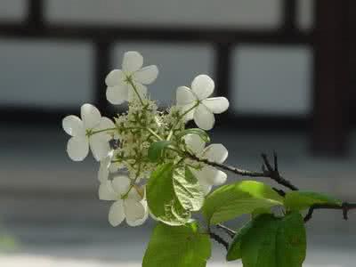 千家应援曲 千家应援曲 千家有女先教曲  十里栽花算种田