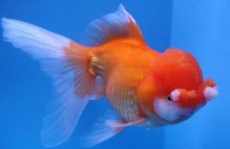 金鱼失鳔病怎么办 金鱼失鳔病 金鱼怎么养