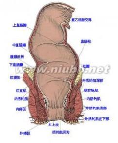 肛门脓肿戴橡皮筋啥样 肛门脓肿 什么样的因素会导致肛门脓肿