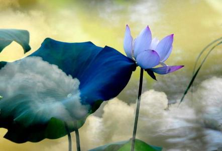 飞絮飞花何处是 浮生若梦，飞花成絮……【凄美图文】