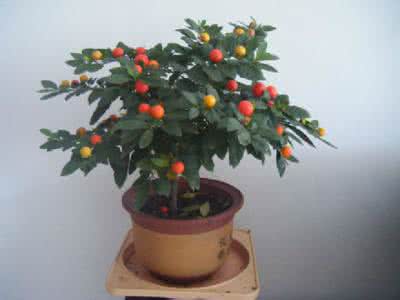 家庭养花技术 家庭养花 技术大全