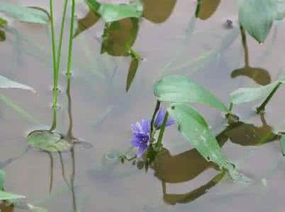 农村神奇野草草野菜 生长在农村，天天踩它，却不知它的神奇功效