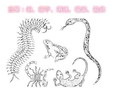 壁虎为什么是五毒之一 五毒是哪五毒,五毒是什么(青蛇,蜈蚣,蝎子,壁虎,蟾蜍)
