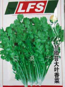 芫荽和香菜的区别 教您家庭盆栽香菜（芫荽)