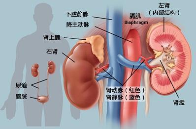 自我检查 自我检查肾脏虚实