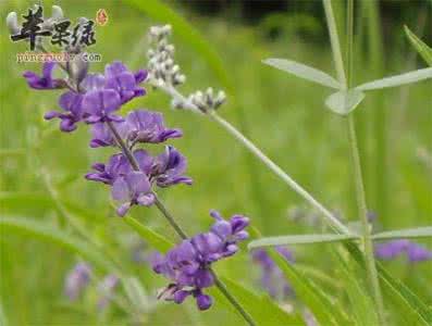 补骨脂的功效与作用 补骨脂的功效与作用 补骨脂的功效与作用及食用方法